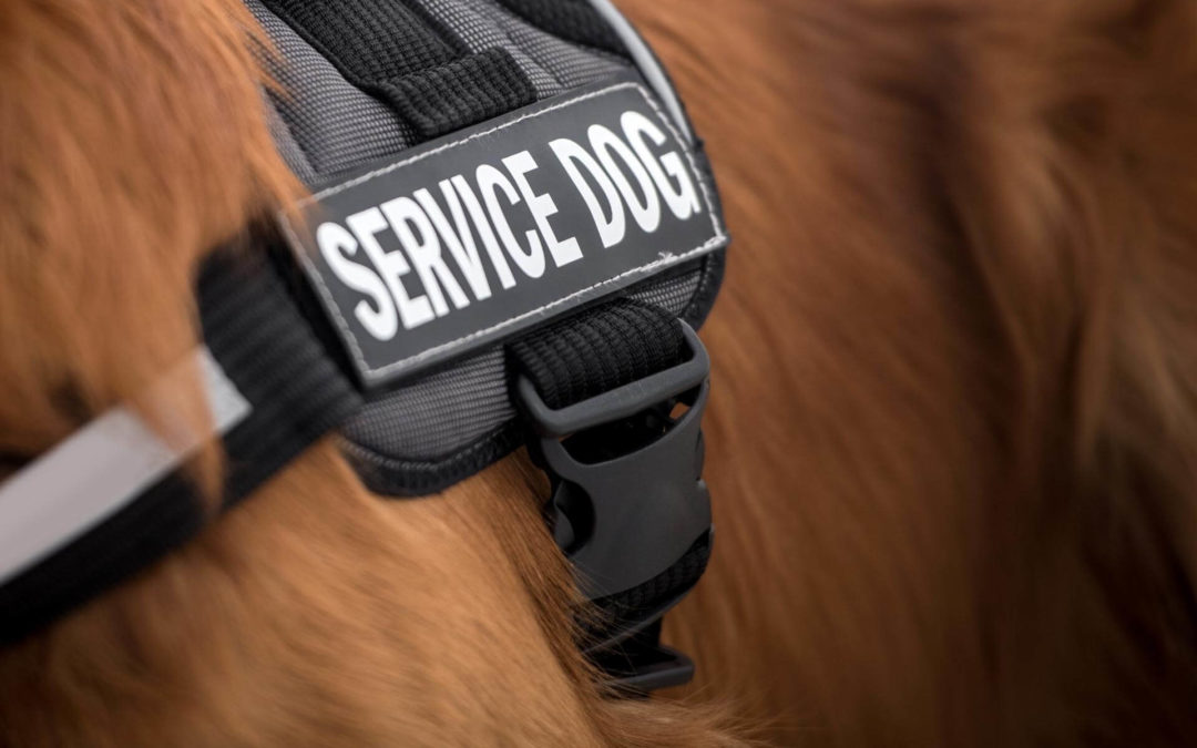 Renting a Home in Dallas Fort Worth to Tenants With An Assistance Animal