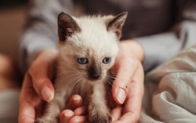 Pet Policy